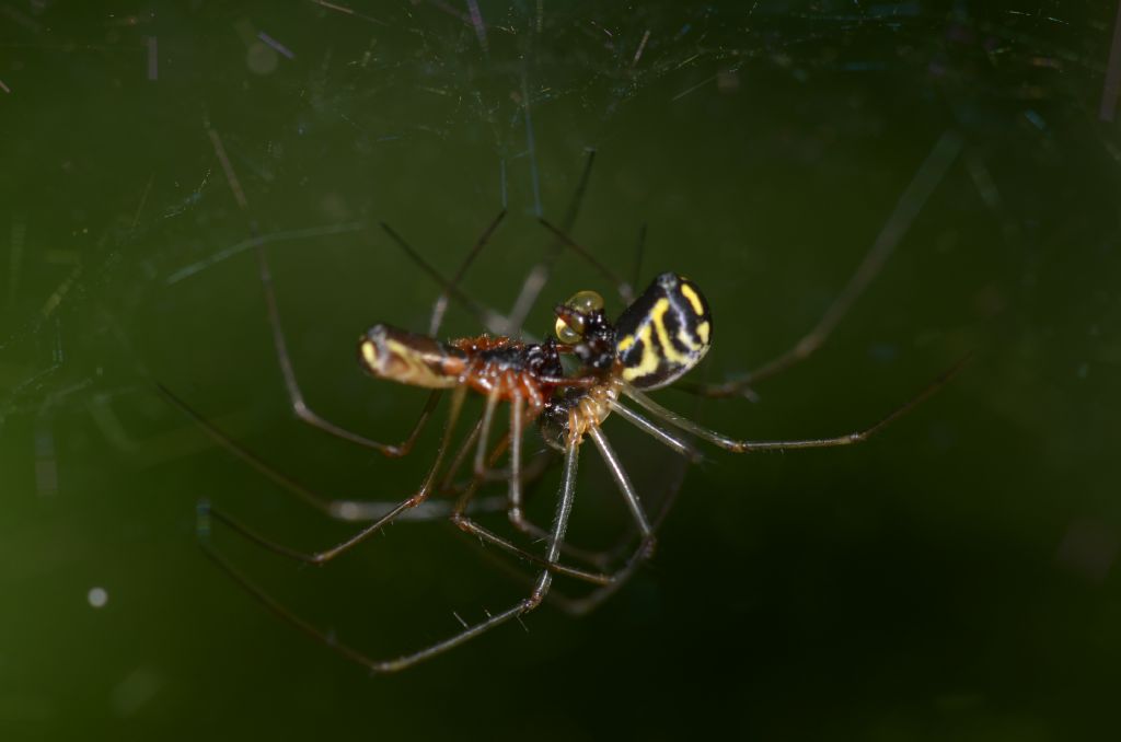 Linyphiidae ? S,  Neriene radiata - Oasi  di Alviano (TR)